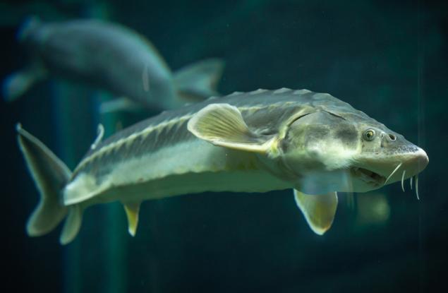 Ще се завърне ли есетрата в Каспийско море?