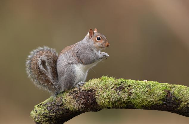 Сивите катерици превъзхождат по брой червените си събратя заради чревни бактерии