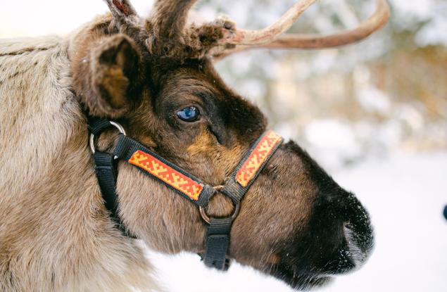 Популацията на северните елени в Арктика може да намалее с 80% до 2100 г.