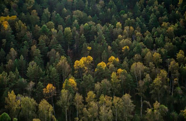 Британски спътник ще създаде 3D карта на горите на Земята