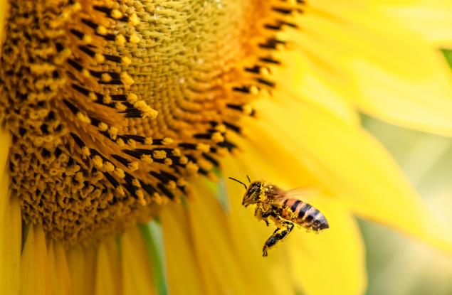 По-топлите есени могат да застрашат пчелите 