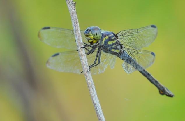 Рекордьорът притежател на най-много очи