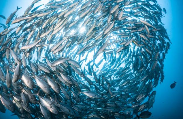 Химикалите от канализацията превръщат рибите от самци в самки