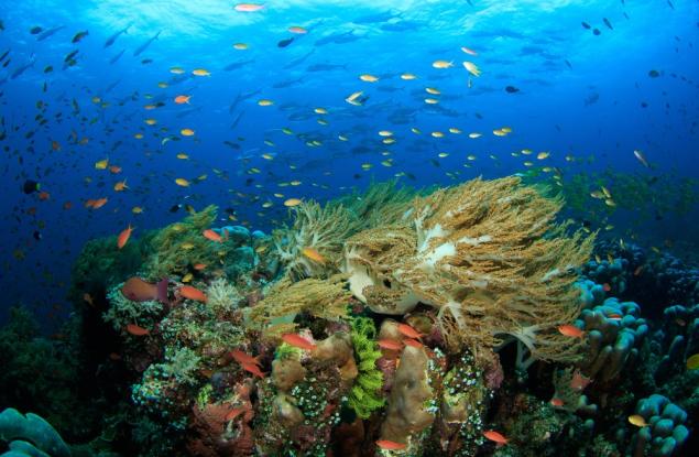 Египет може да се окаже последното убежище на коралите на фона на глобалното затопляне