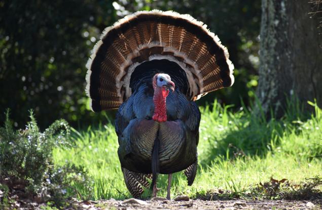 Истинските причини, поради които не ядем пуешки яйца