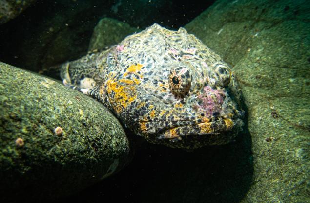 Най-грозната риба в света