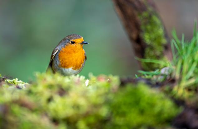 Мобилно приложение разпознава птиците по звуците, които издават