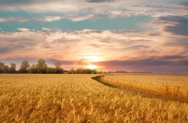 Kартографираха местата, на които в древността са виреели предшественици на земеделските култури