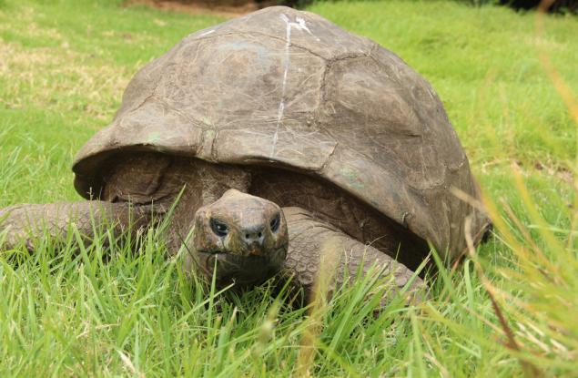 Запознайте се със 190-годишния Джонатан – най-старата костенурка в света