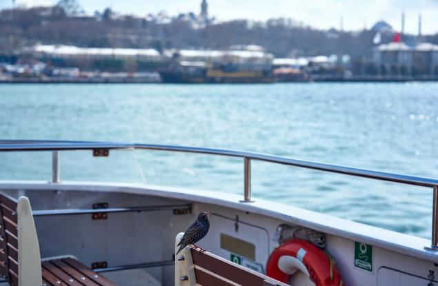 Къде си почиват птиците, когато летят над океана?