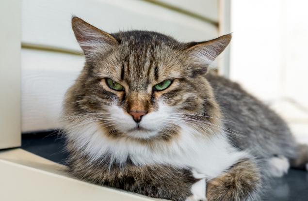 Тези 3 зодии са изключително дребнави