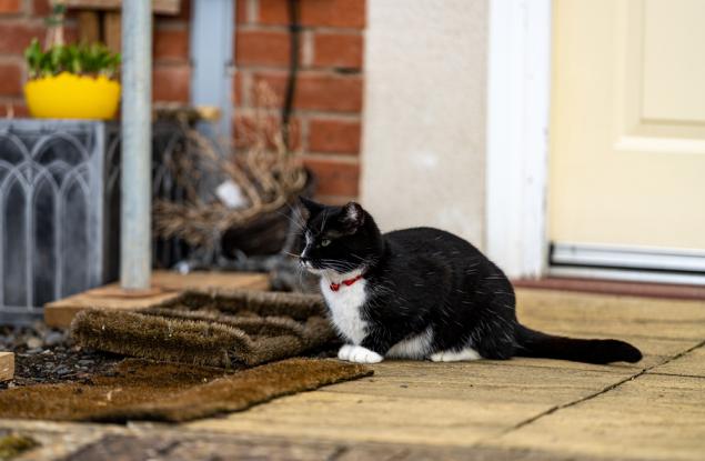Американец твърди, че котаракът му е предотвратил обир