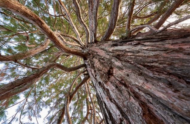 Кората на дърветата – скрит съюзник в борбата с изменението на климата