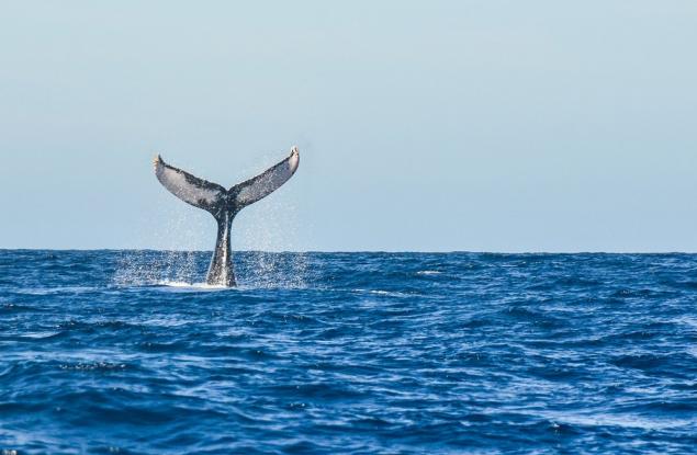 Мъж се натъква на кит, който сякаш е замръзнал на едно място (видео)