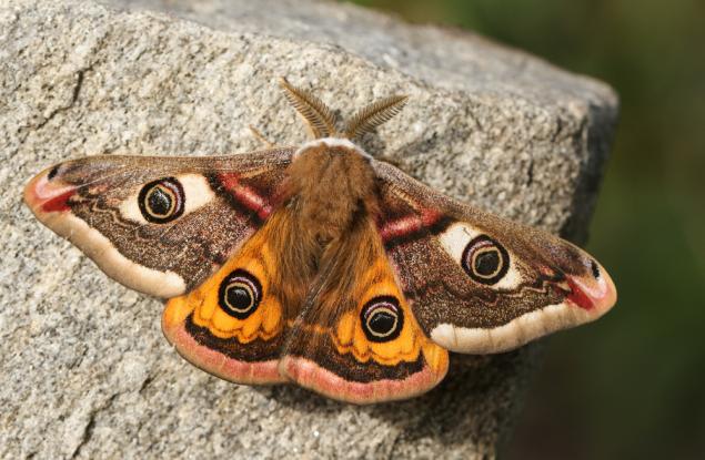 Кратък живот за сметка на километрично обоняние
