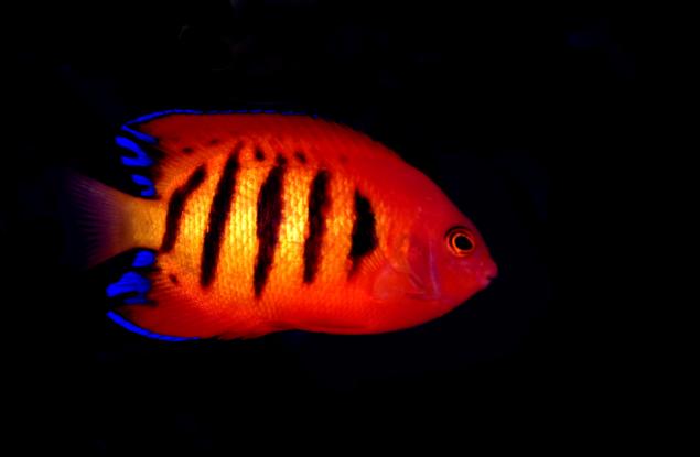 Тройноперката - рибата, която свети в червено
