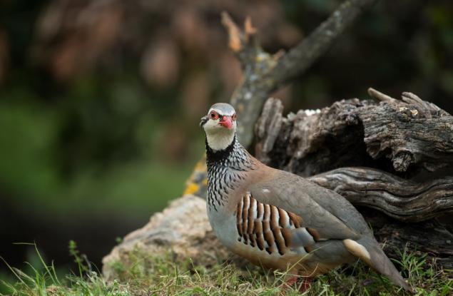 Шампион по снасяне на яйца