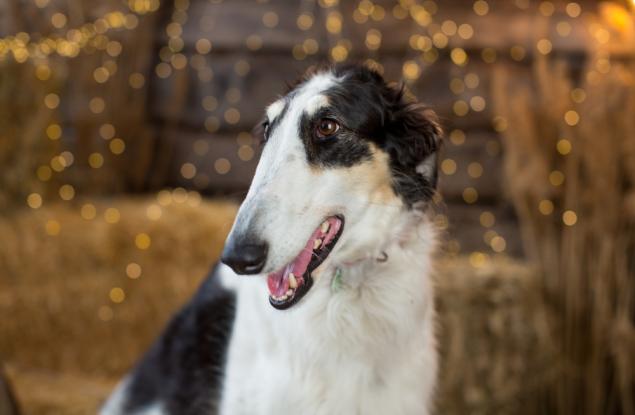 Това са 5-те най-глупави породи кучета