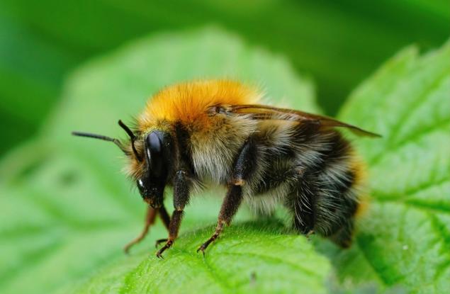 Най-после стана ясно как цариците на земните пчели могат да оцелеят дни под вода