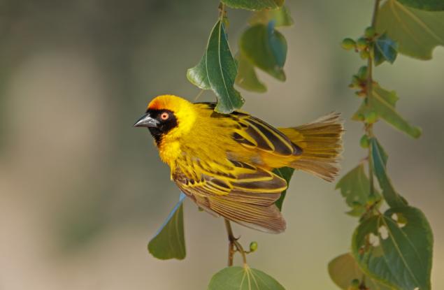 Най-голямата колония