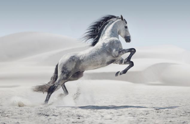 Притча за Ферас и коня