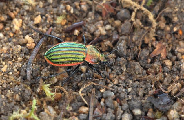 Да си носиш собствено химическо оръжие