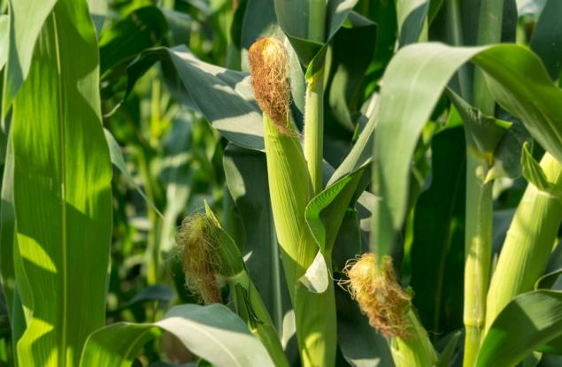 Откриха нов начин за синтез на нишесте и протеини от царевични стъбла