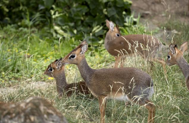 Антилопа под прикритие
