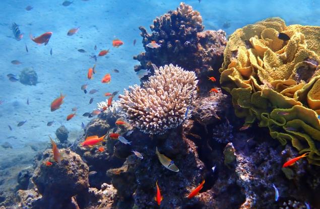 Епидемия застрашава кораловите рифове в Близкия изток и Източното Средиземноморие 