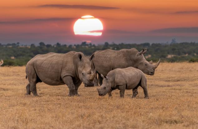 Експерти отчитат смесени резултати в опазването на носорозите