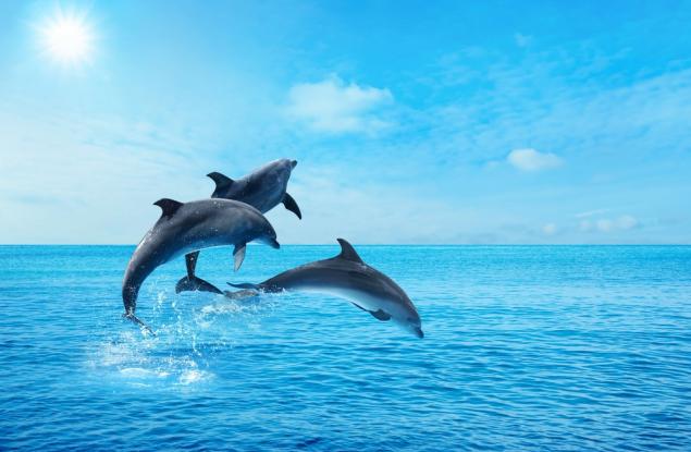 Изменението на климата сериозно застрашава китовете и делфините