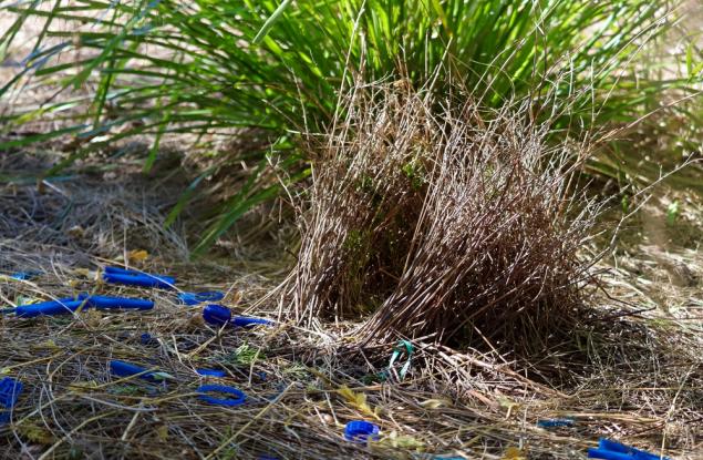 Птица естет с дизайнерски вкус