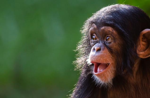 Най-умната маймуна