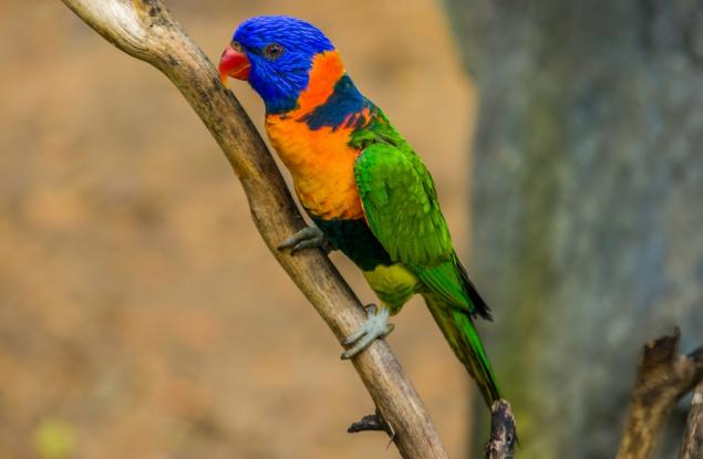 Кой е най-шареният папагал в света?