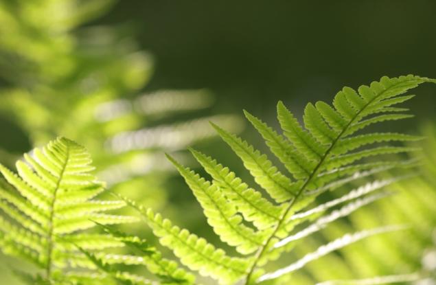 Папратите присвояват ДНК от други организми в продължение на милиони години