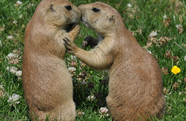 Прерийните кучета се целуват