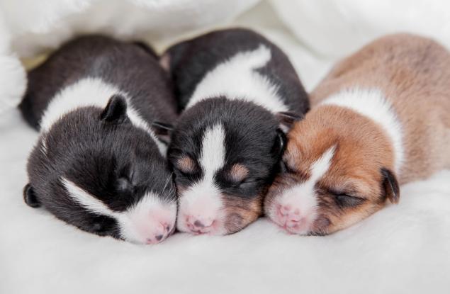 6 неща, които трябва да знаем за отглеждането на новородените кученца