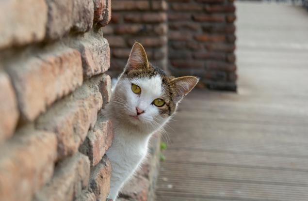 Котките също развиват деменция