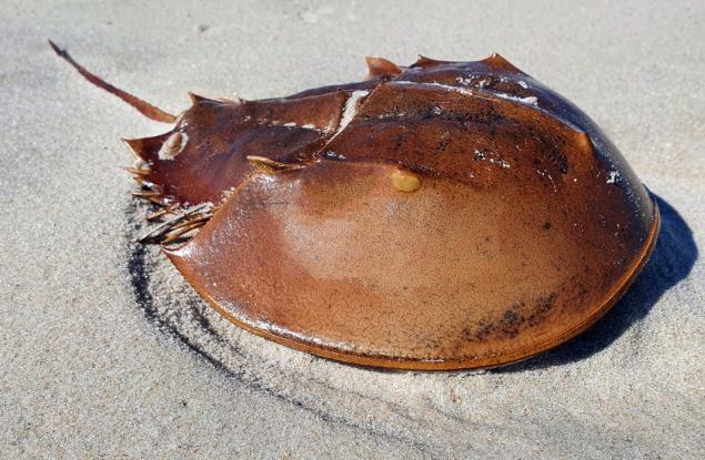 Синята кръв от подкововидните раци в САЩ е ценна за производството на лекарства