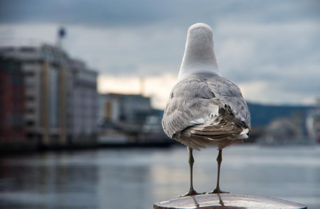 Чайките знаят кога е най-подходящият момент да откраднат храната ни