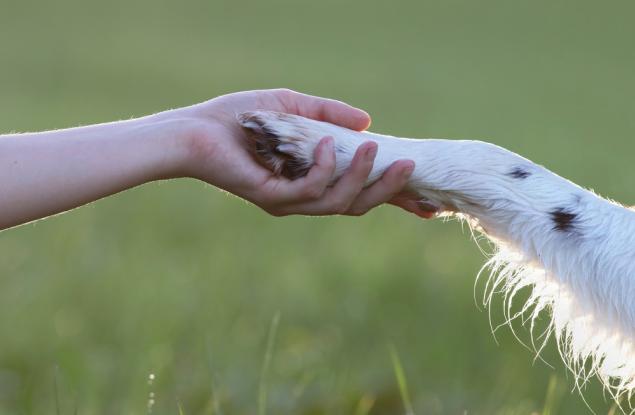 Човекът е повлиял съществено върху размера на животните през последното хилядолетие