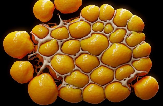 Откриха "превключвател", който може да забави производството на мастни клетки