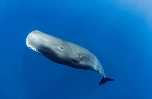 Документираха "фонетичната азбука" на кашалотите 