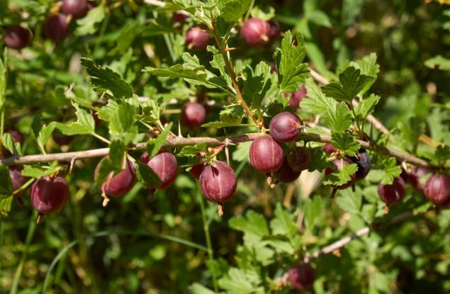Здравословно хранене: защо е полезно цариградското грозде