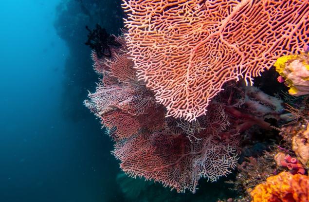 Високите температури през тази година унищожиха част от коралите в Средиземно море