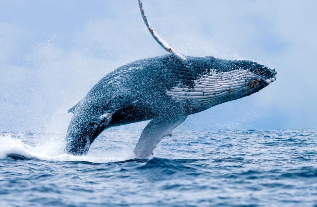 Пеещите гърбати китове реагират на шума на вятъра, но не и на лодките