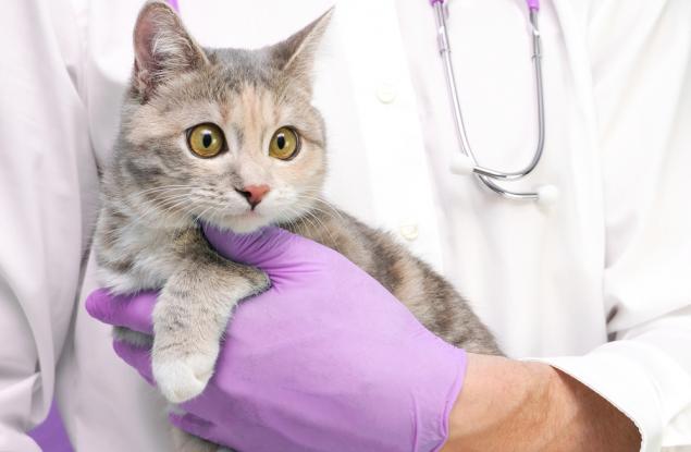 Проучване, проведено сред над 1 млн. екземпляра, установи най-често срещаните заболявания при котките