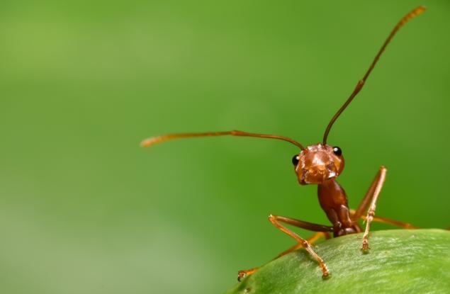 "Индивидуалността" на мравките определя тази на тяхната колония