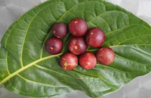 Кой е най-богатият на витамини плод