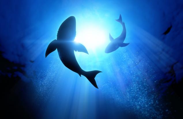 Повишаването на температурата на морската повърхност е свързано с увеличаване на популацията на вид акули